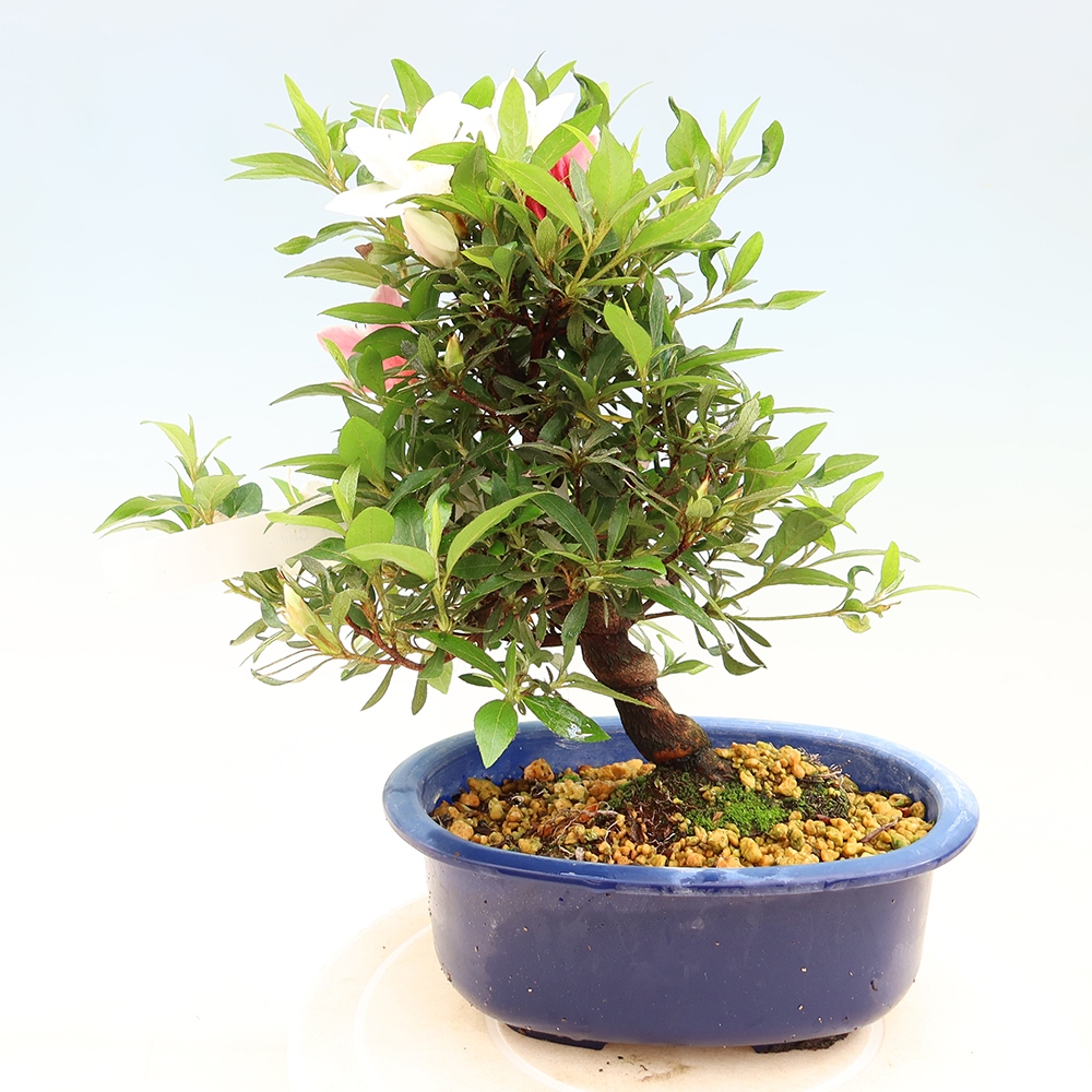 Bonsai für draußen - Japanische Azalee - Azalee CHIHIRO