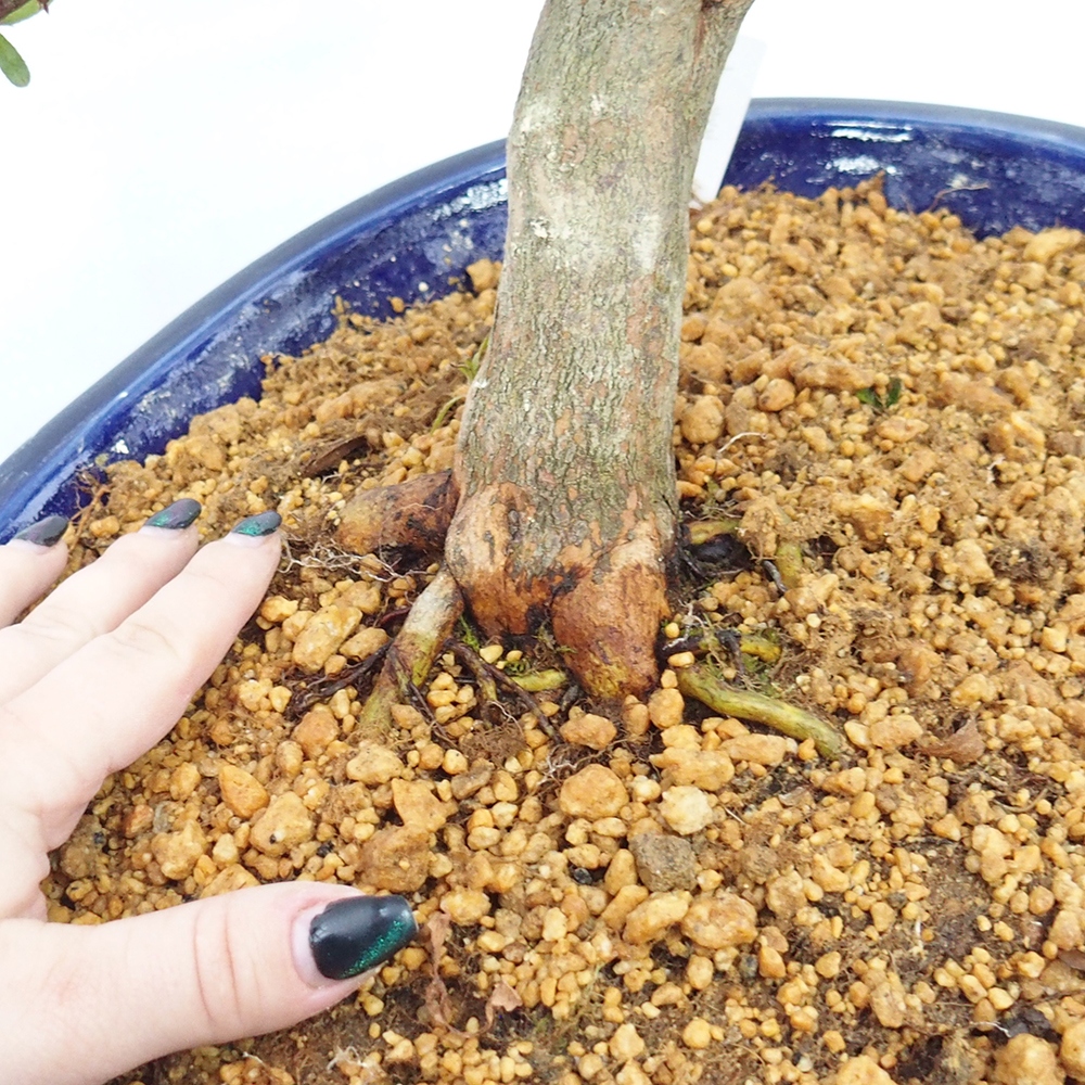Bonsai für draußen - Japanische Azalee - Azalee CHIHIRO