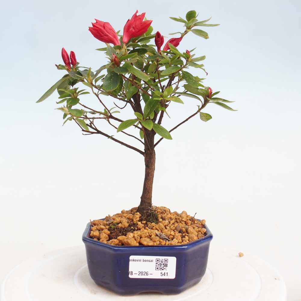 Bonsai für draußen - Japanische Azalee - Azalea sp.