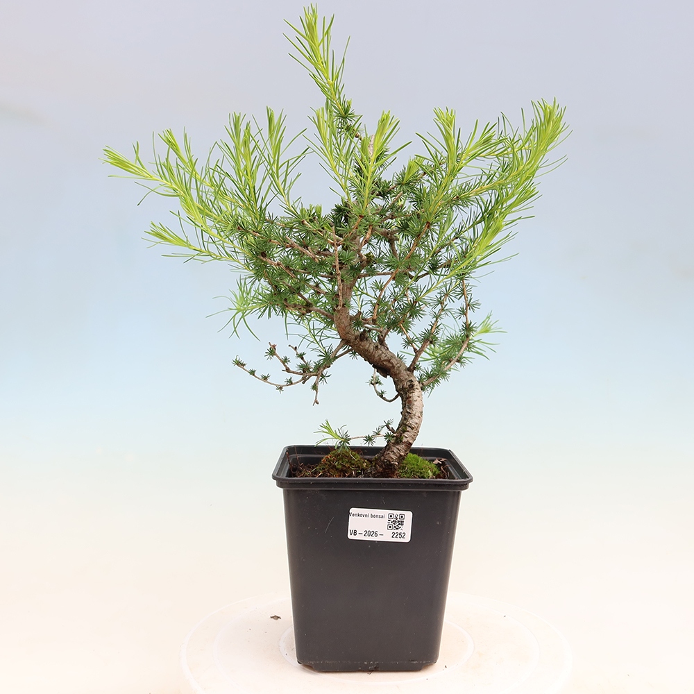 Bonsai für draußen -Larix decidua - Lärche