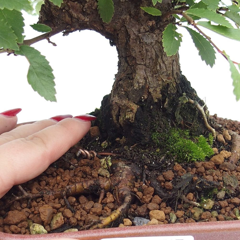 Bonsai für draußen - Zelkova - Zelkova NIRE