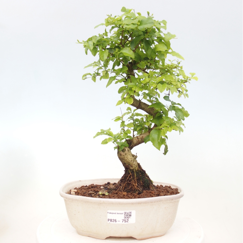 Zimmer Bonsai -Ligustrum chinensis - Vogelschnabel