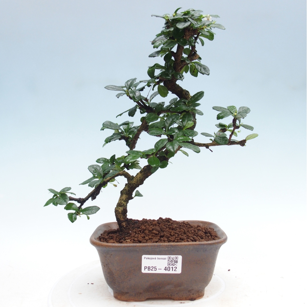 Zimmer-Bonsai - Carmona macrophylla - Tee-Fuki