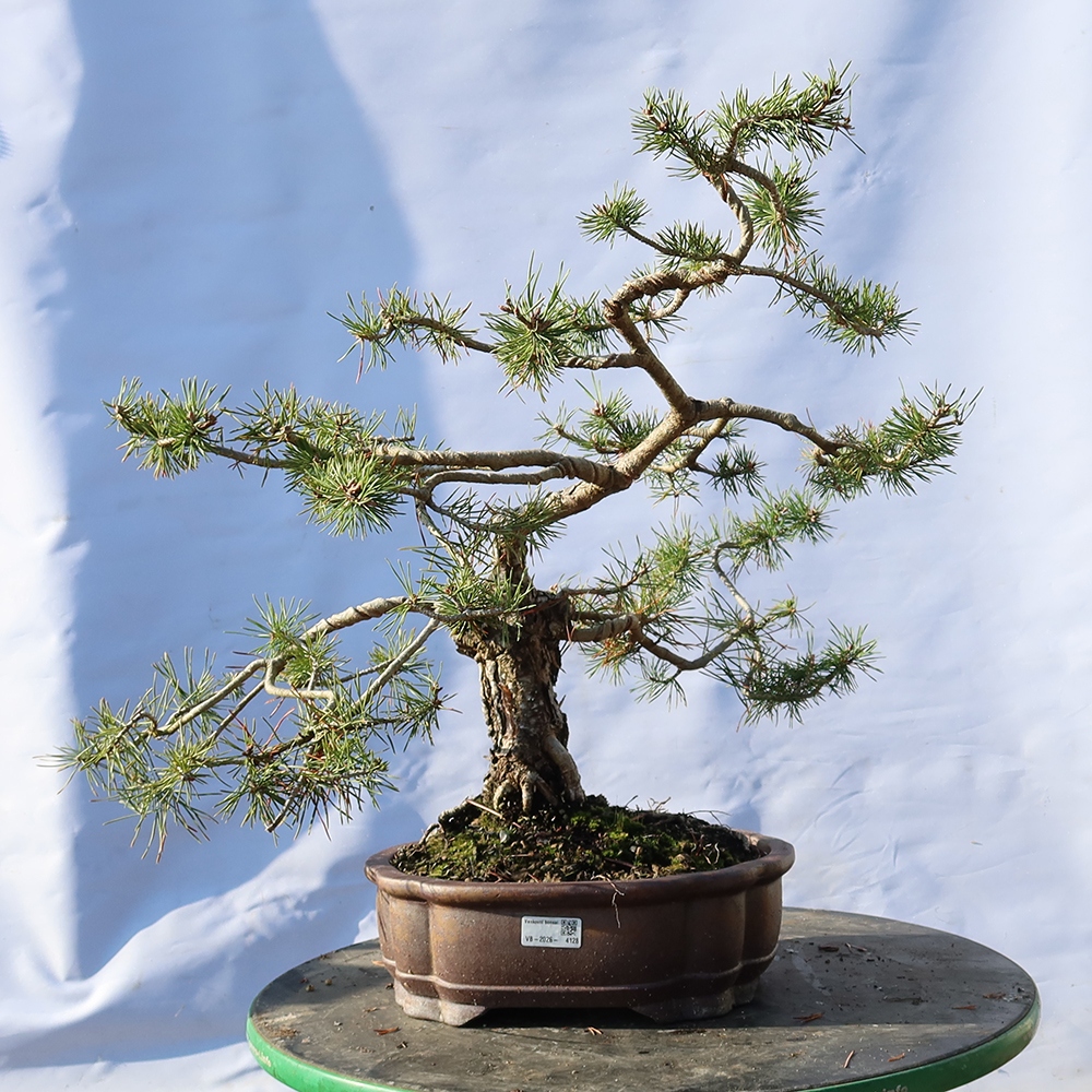 Pinus sylvestris Spanien – Waldkiefer