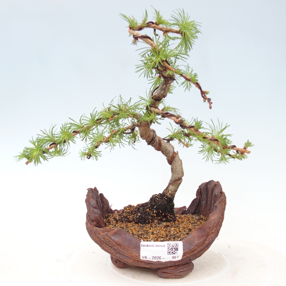 Bonsai für draußen - Larix Kaempferi - Japanische Lärche