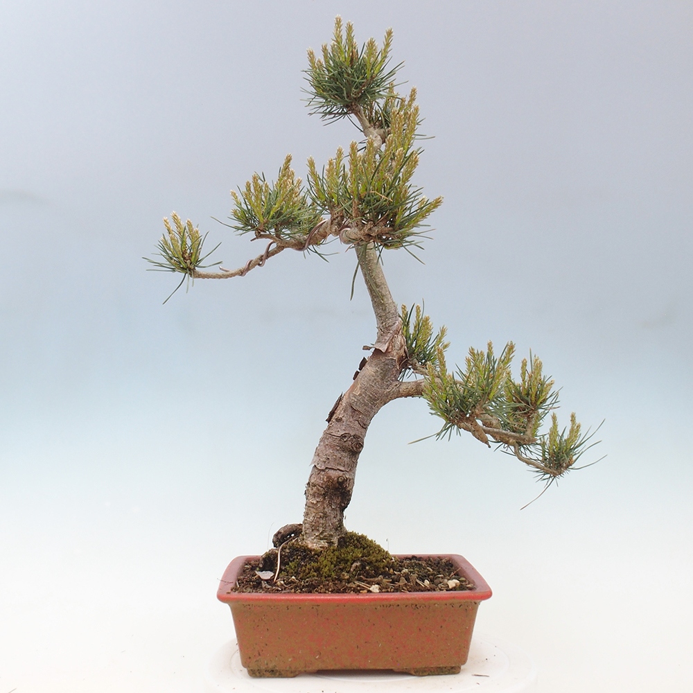 Bonsai für draußen - Pinus Sylvestris Watererri - Waldkiefer