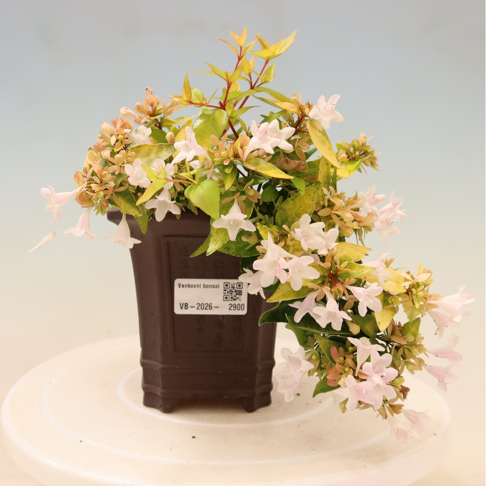 Bonsai für den Außenbereich – Abelia gr. Kleidoscope – Großblumige Abelie