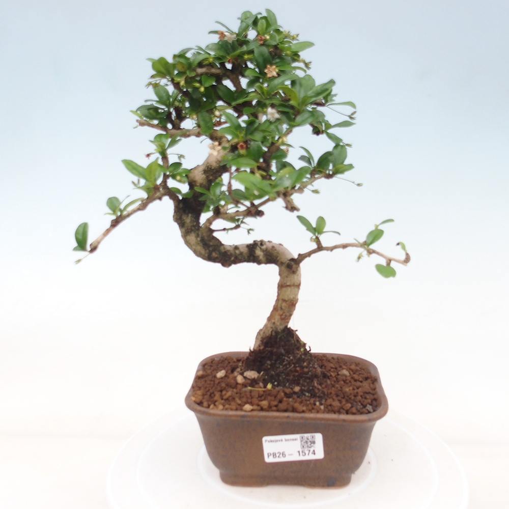 Zimmer-Bonsai - Carmona macrophylla - Tee-Fuki