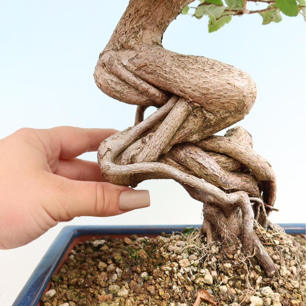 Bonsai für draußen -Carpinus CARPINOIDES - Koreanische Hainbuche