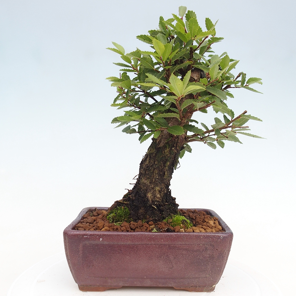 Bonsai für draußen - Zelkova - Zelkova NIRE