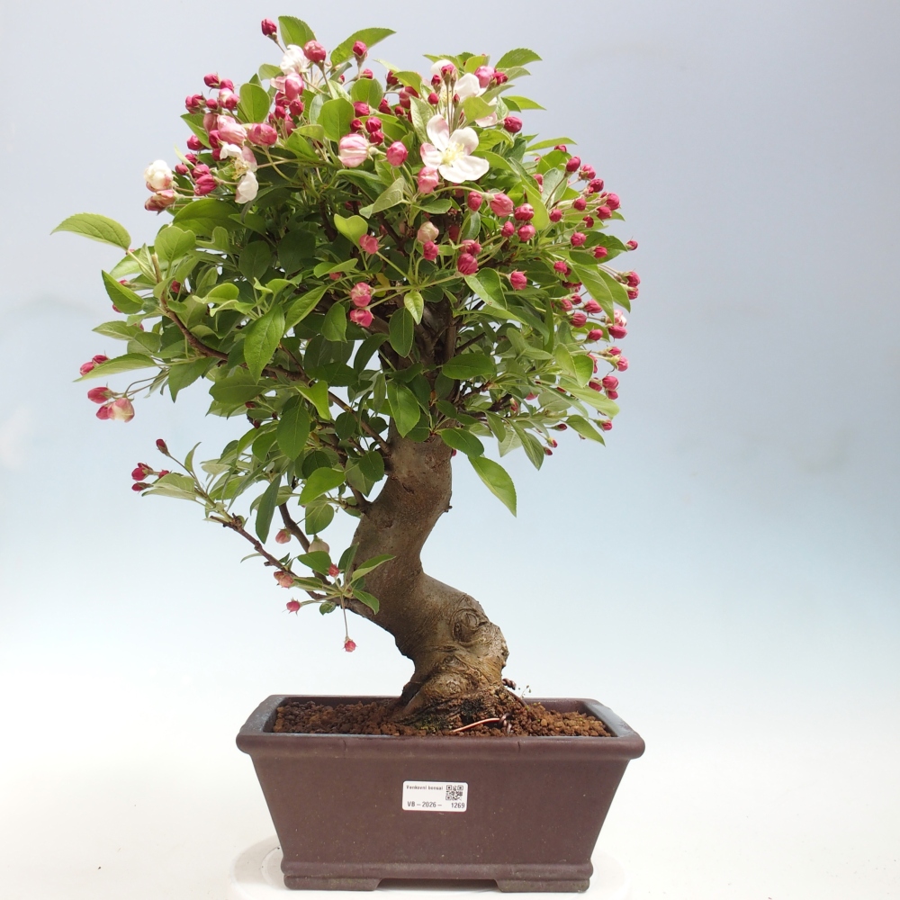 Outdoor-Bonsai -Malus halliana - Kleinfrüchtiger Apfelbaum
