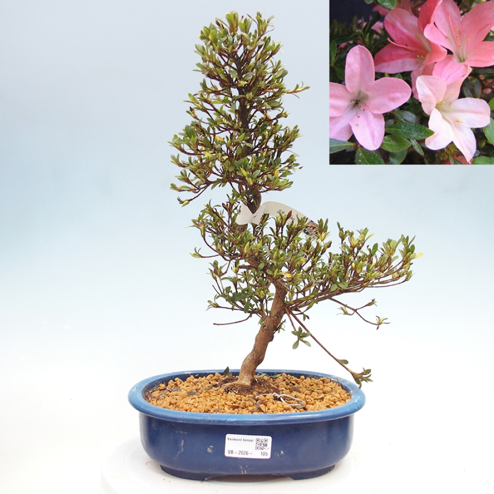 Bonsai für draußen - Japanische Azalee - Azalea Nikko