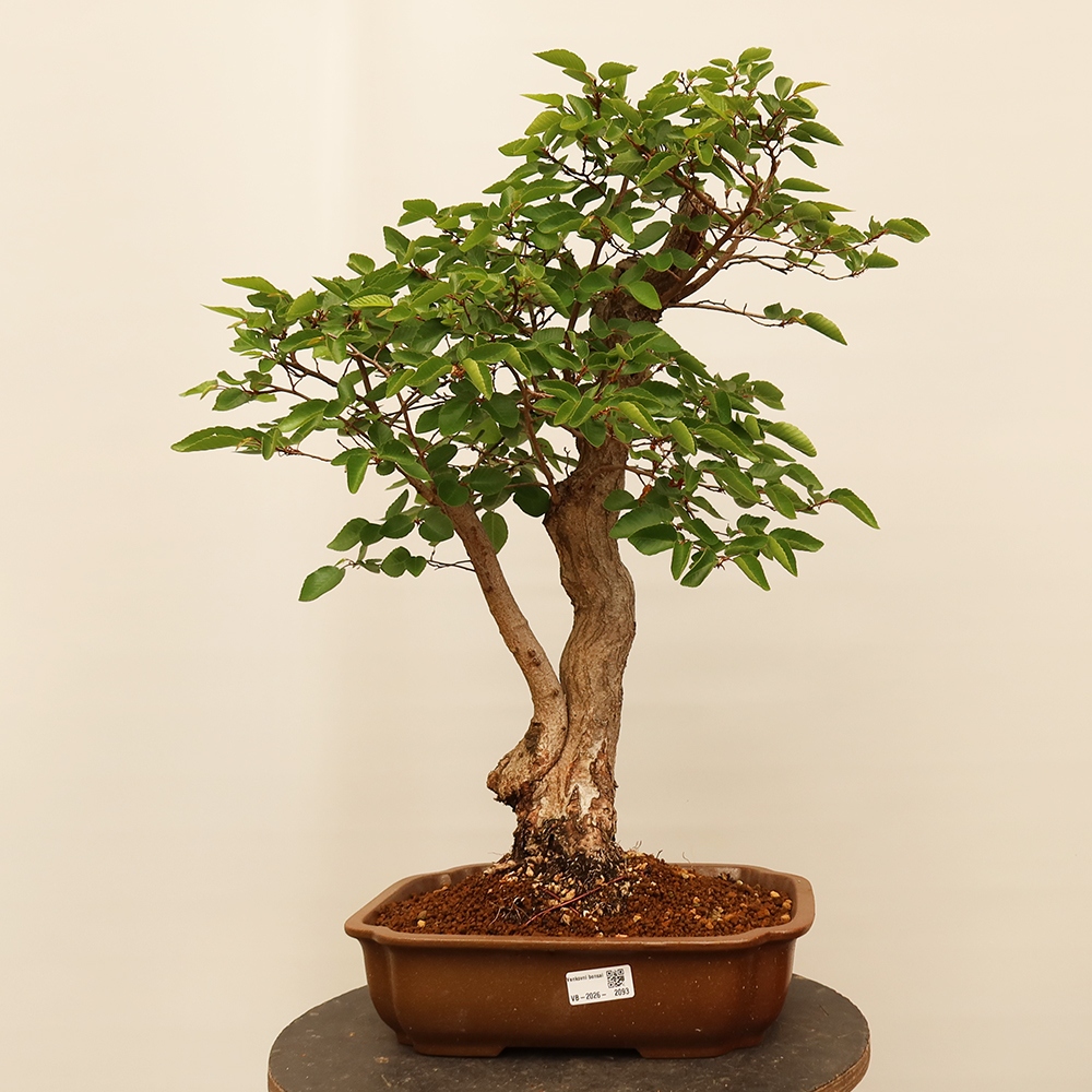 Bonsai für draußen - Karpinus Coreana - Koreanische Hainbuche