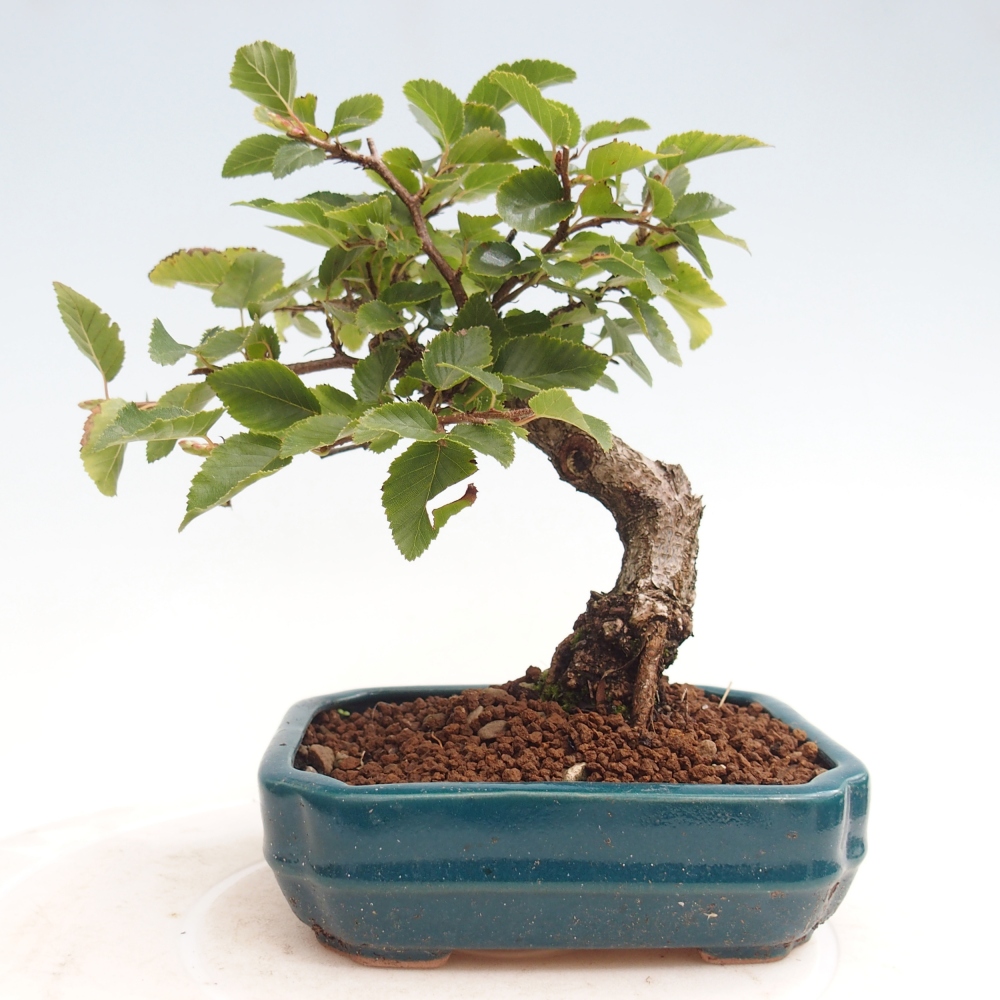 Bonsai für draußen -Carpinus CARPINOIDES - Koreanische Hainbuche