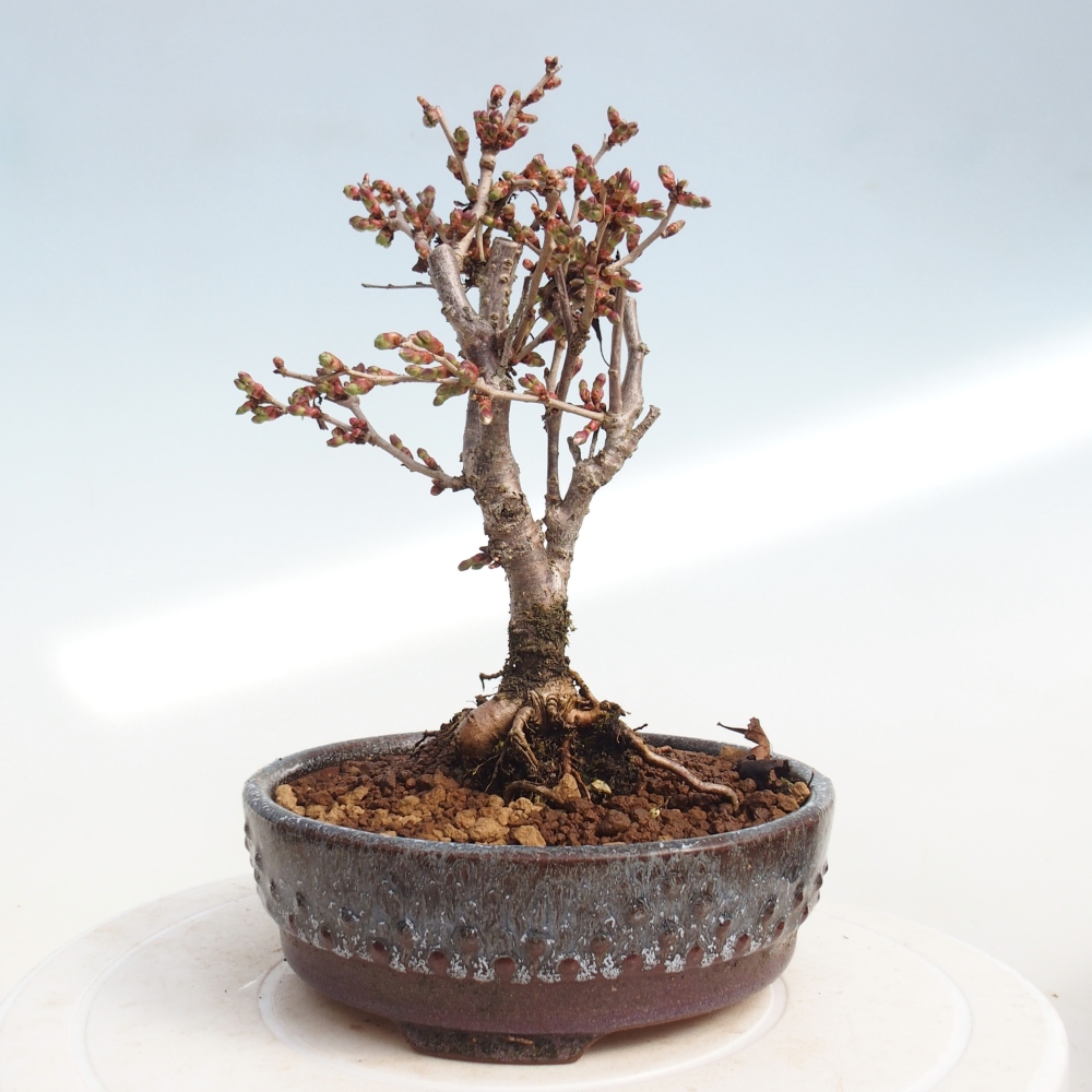 Bonsai für draußen - Prunus incisa Kojou-no mai-Plivon ausgeschnitten