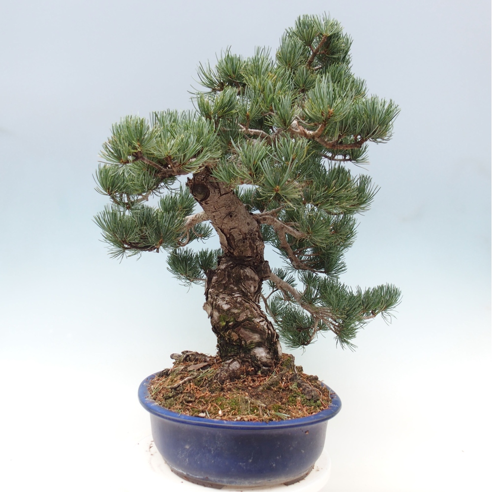 Bonsai für draußen - Pinus parviflora - Pinus parviflora