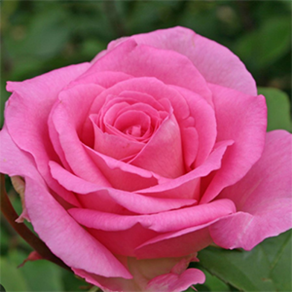 Bonsai für draußen - Rosa Kordes - Rose