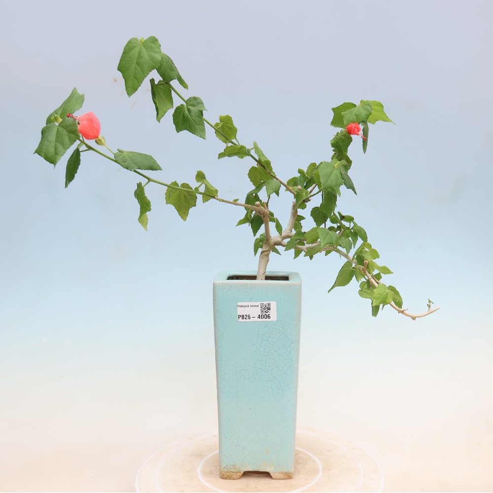 Zimmerbonsai - Malvaviscus arboreus