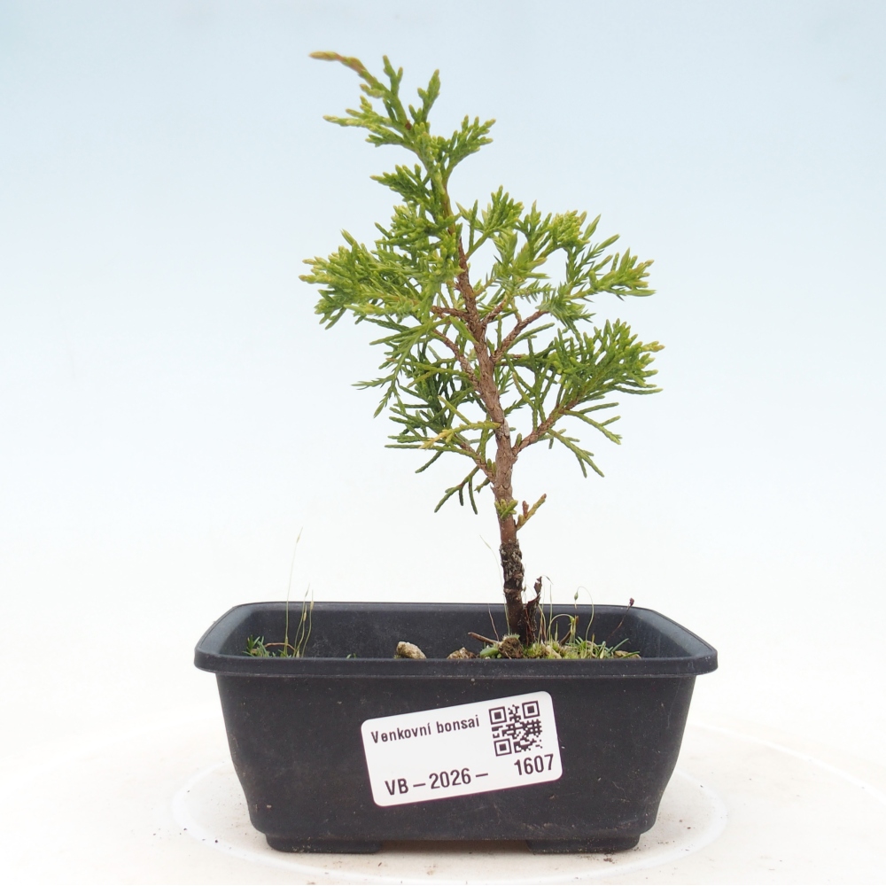 Bonsai für draußen - Juniperus chinensis Itoigawa