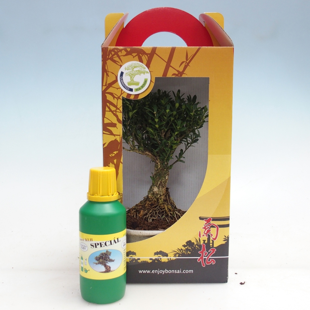 Zimmerbonsai im Geschenkkarton Buxus harlandii - Korkbuxus