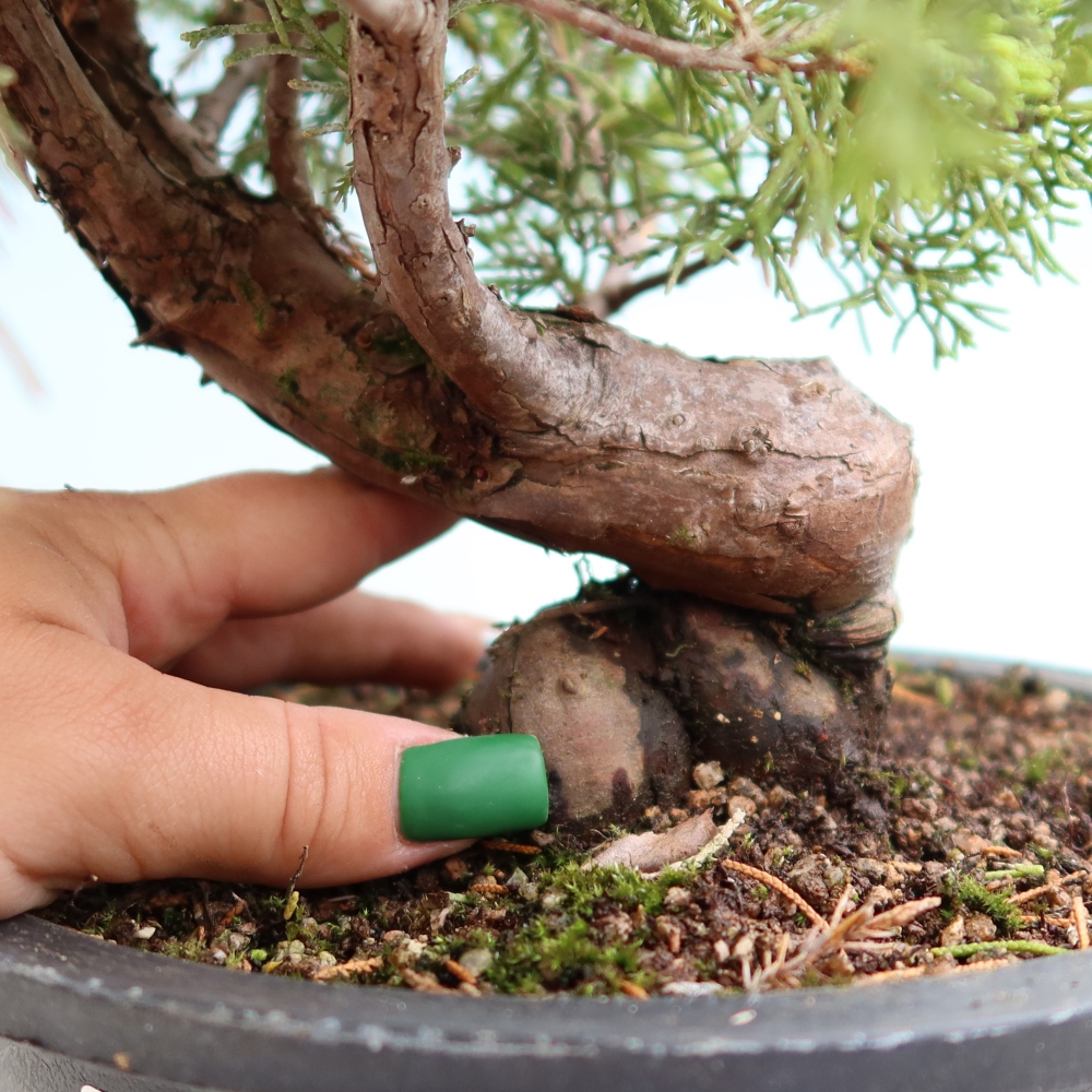 Bonsai für draußen - Juniperus chinensis Itoigawa-Juniperus chinensis