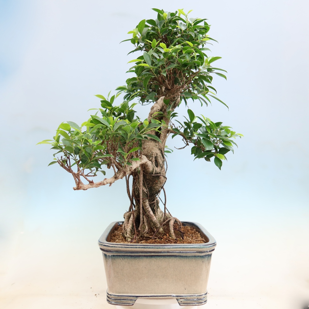 Zimmerbonsai - Ficus kimmen - Kleinblättriger Ficus
