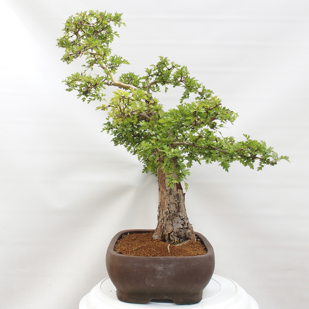 Bonsai für draußen - Weißdorn - Crataegus monogyna