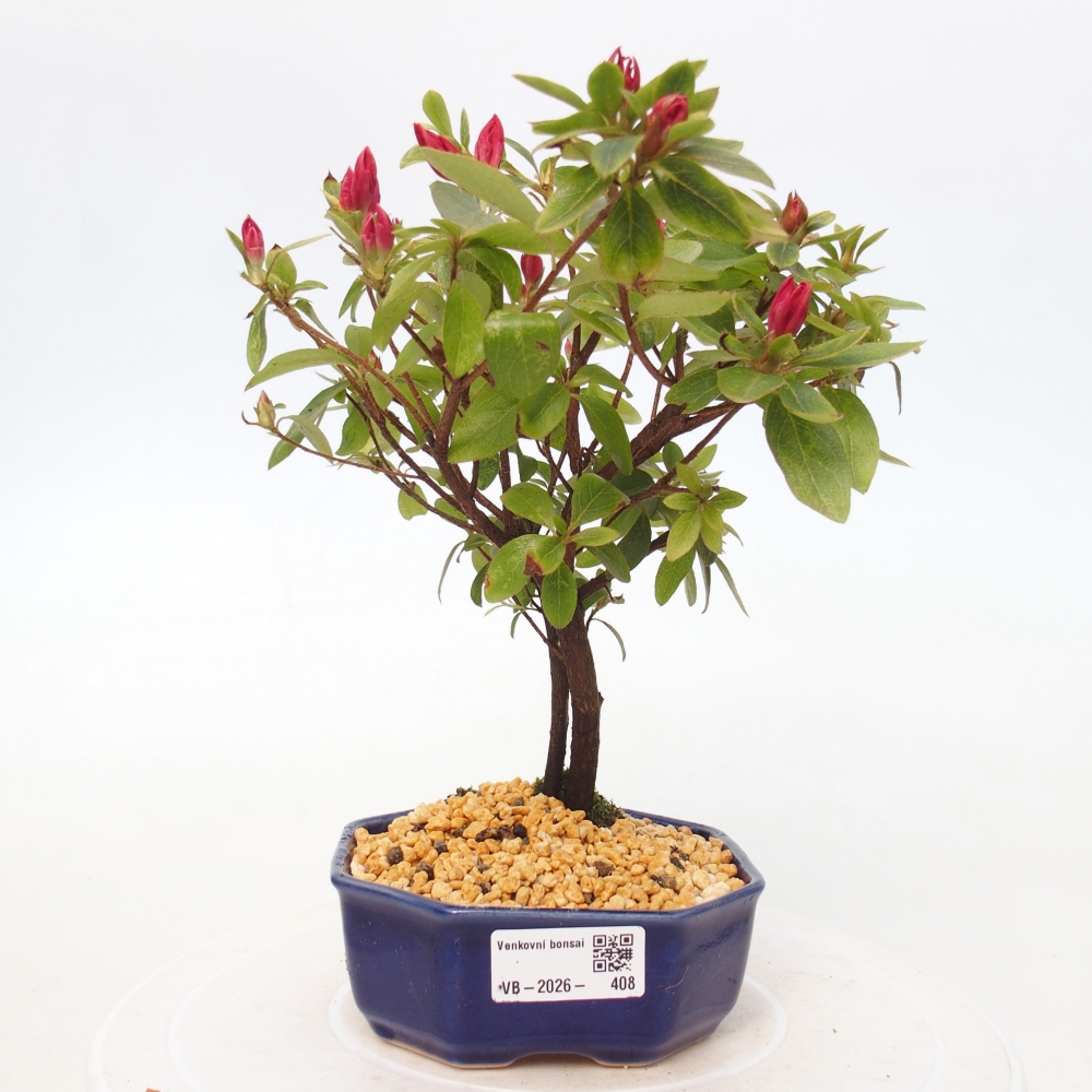 Bonsai für draußen - Japanische Azalee - Azalea sp.