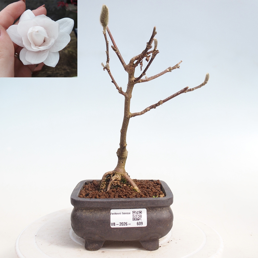 Bonsai für draußen - Magnolia stellata