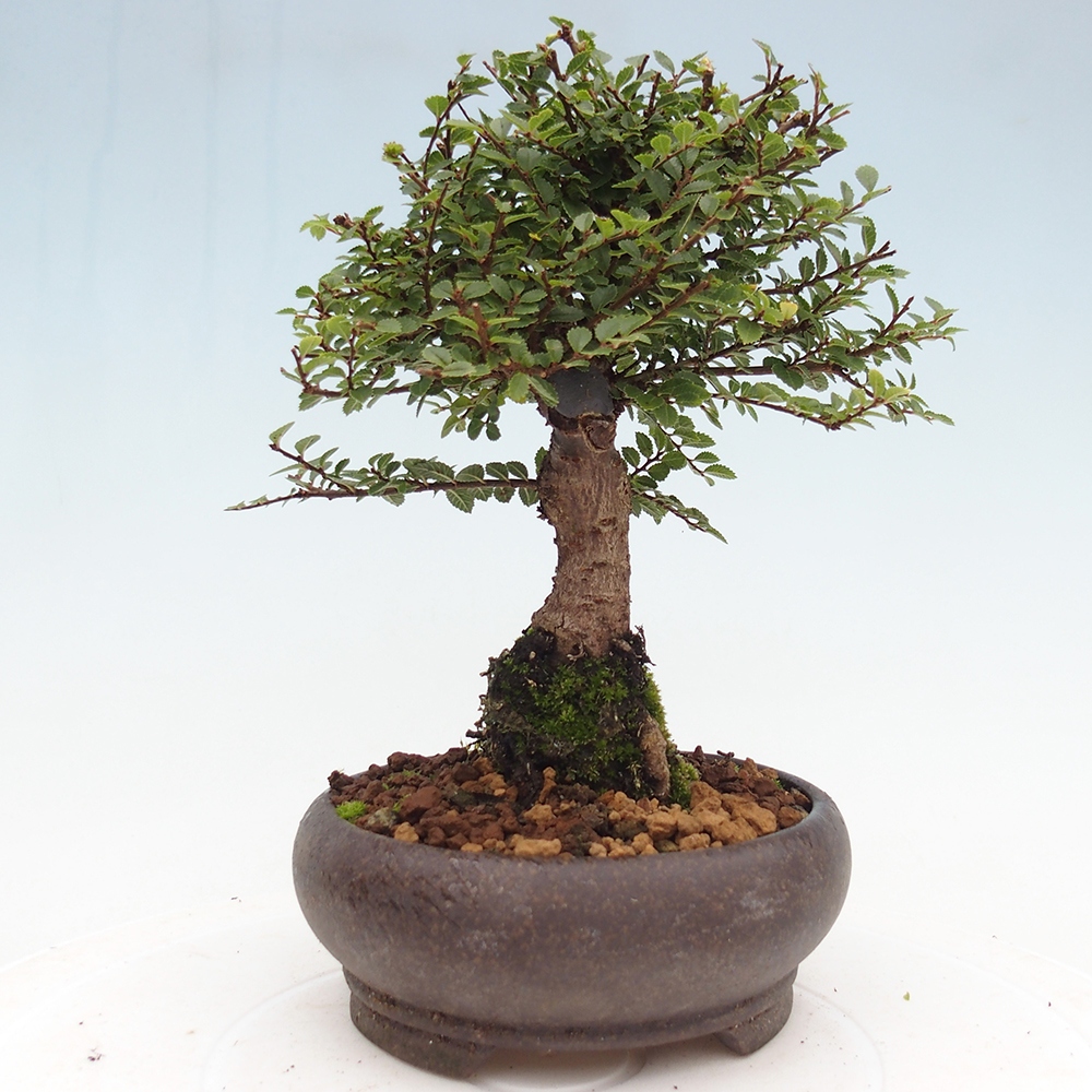 Bonsai für draußen - Ulmus parvifolia Hokkaido - Chinesische Ulme