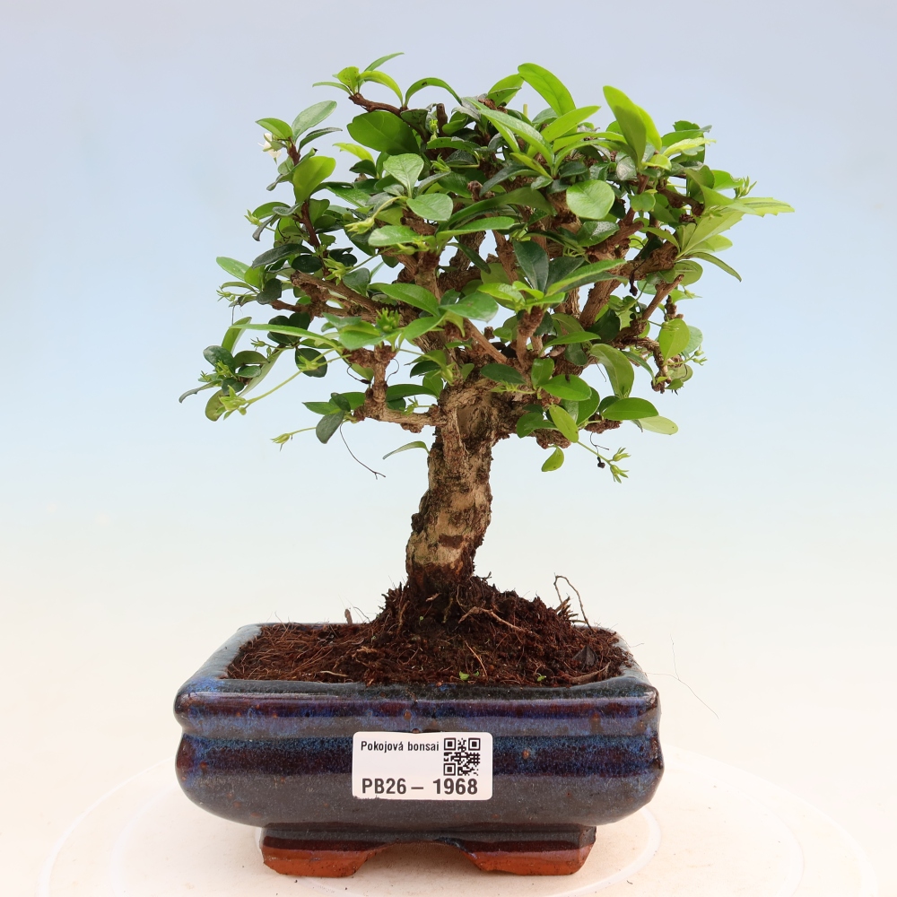 Zimmer-Bonsai - Carmona macrophylla - Tee-Fuki