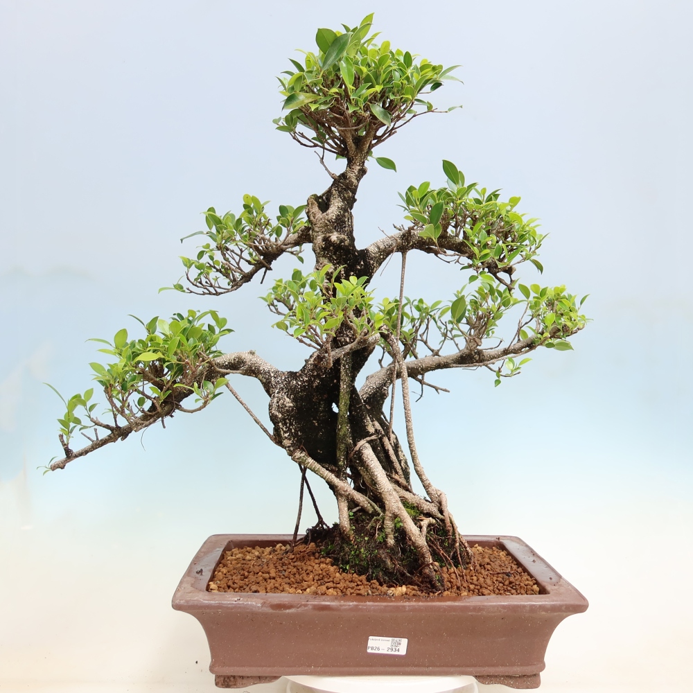 Zimmerbonsai - Ficus kimmen - Kleinblättriger Ficus