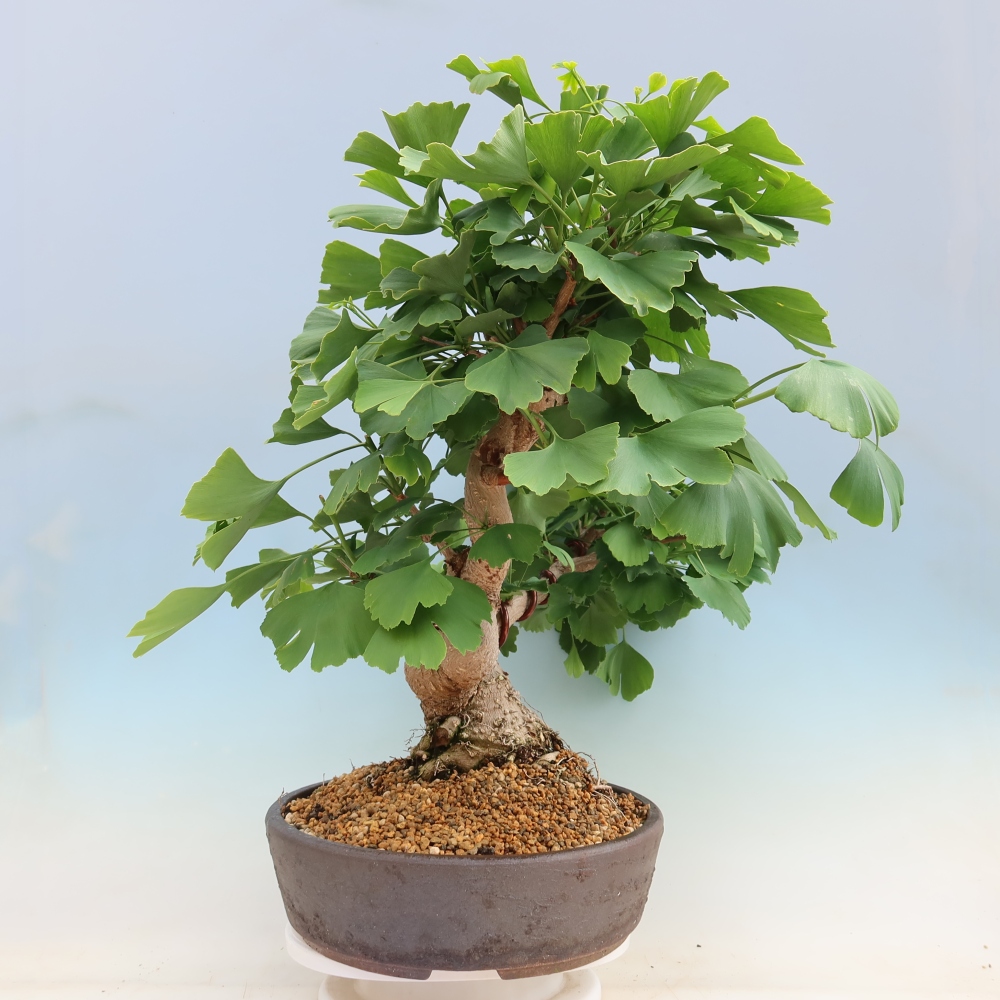 Bonsai für draußen - Ginkgo biloba - Ginkgo biloba