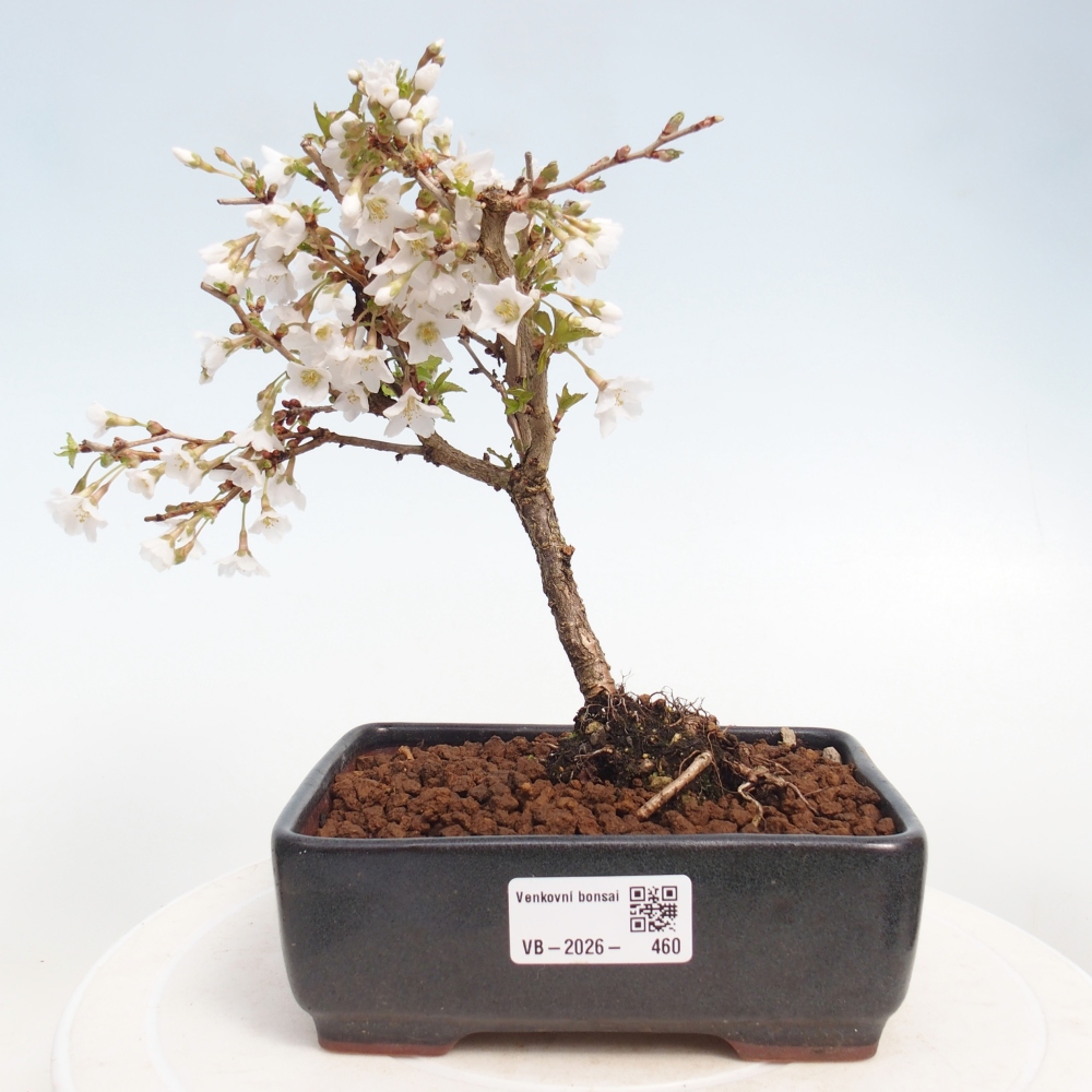 Bonsai für draußen - Prunus incisa Kojou-no mai-Plivon ausgeschnitten