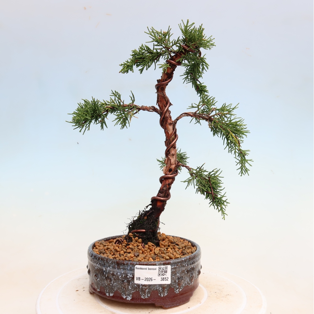Bonsai für draußen - Juniperus chinensis Kishu
