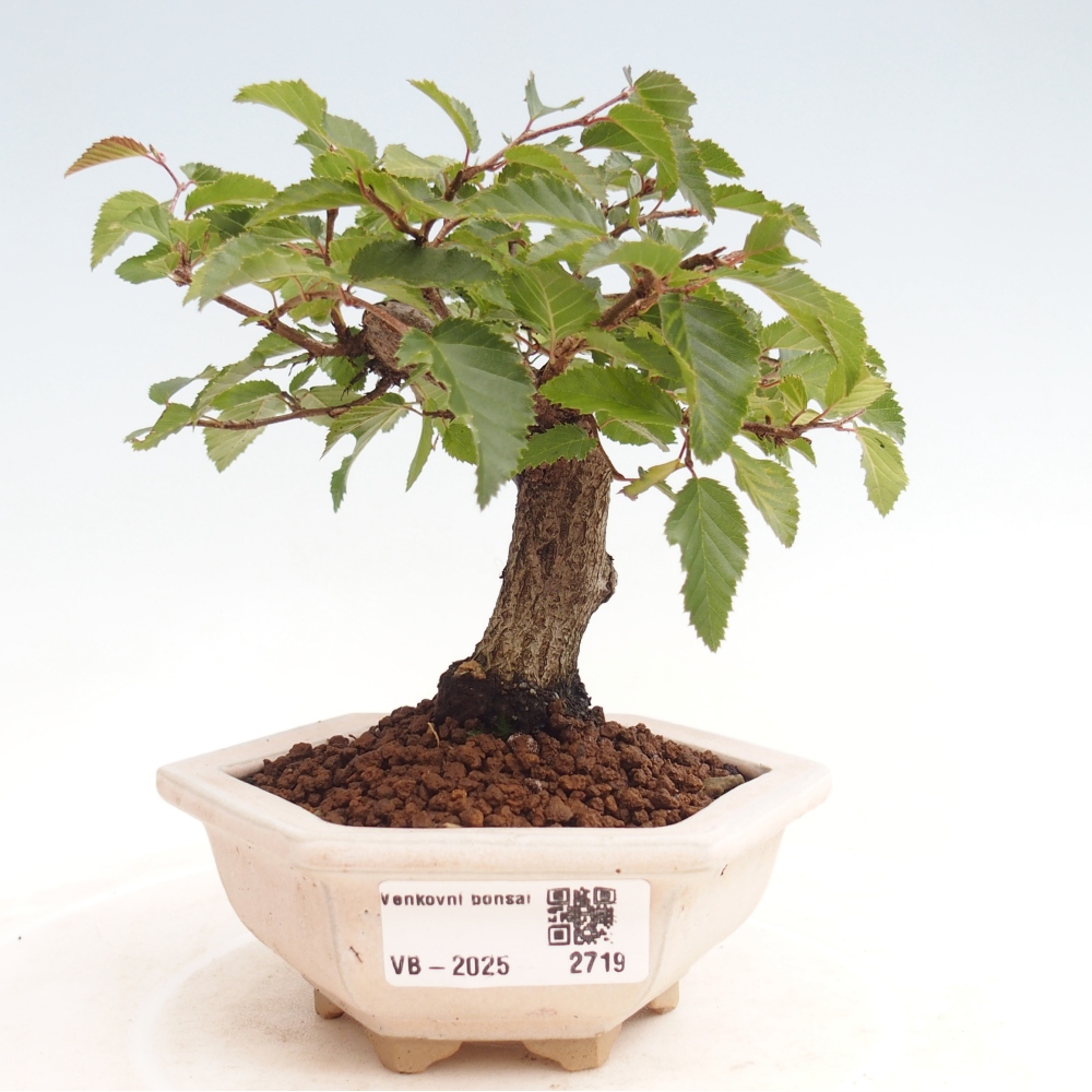 Bonsai für draußen -Carpinus CARPINOIDES - Koreanische Hainbuche