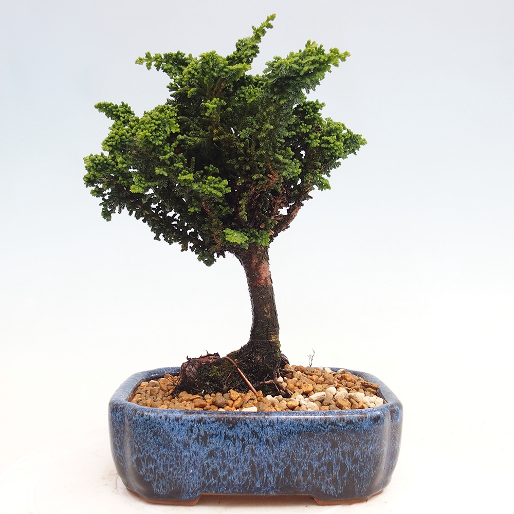 Bonsai für draußen - Cham. obtusa SEKKA HINOKI - Zypresse