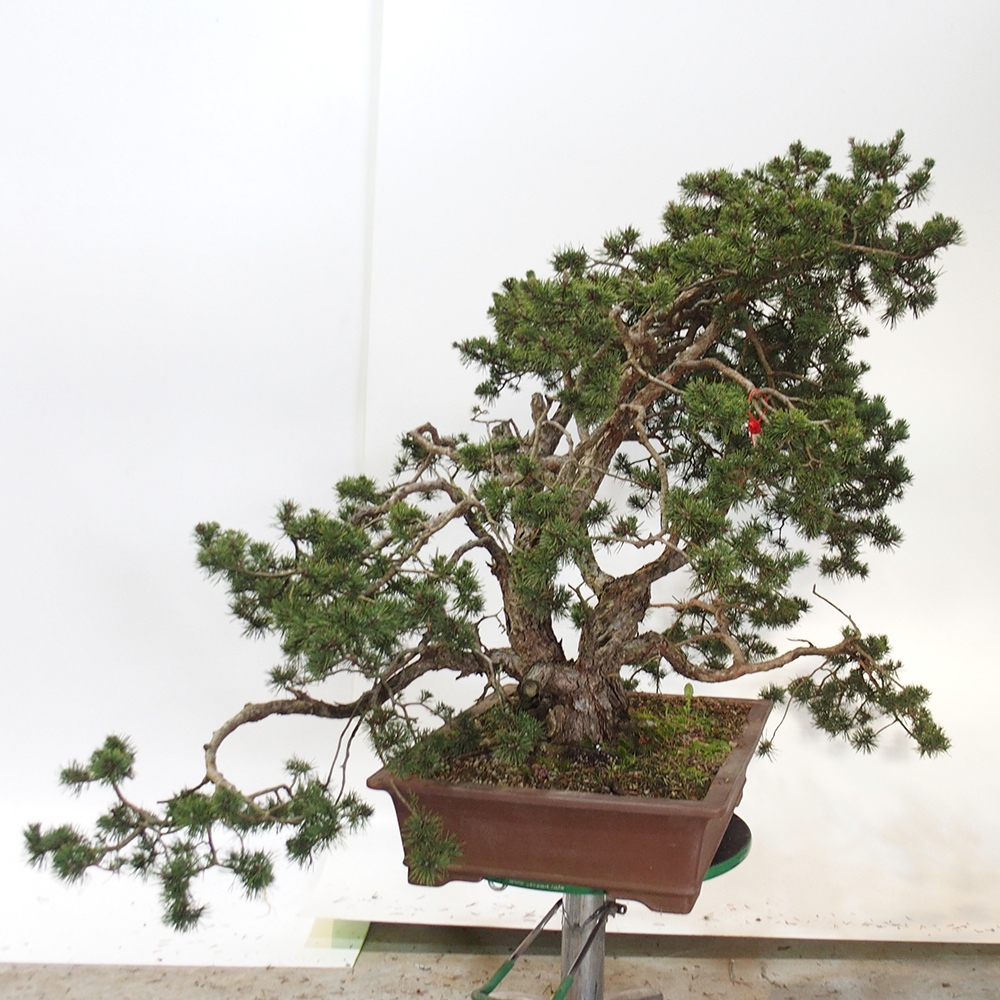 Yamadori - Pinus sylvestris Spanien