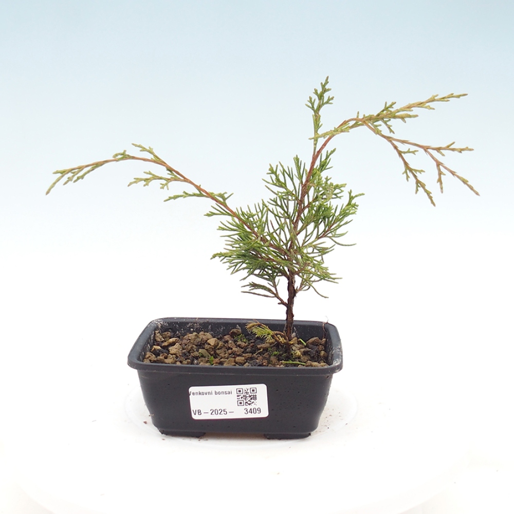 Bonsai für draußen - Juniperus chinensis Itoigawa