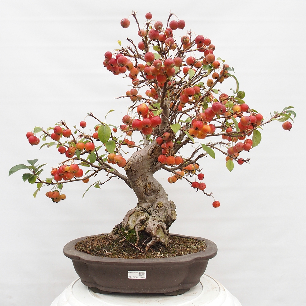 Outdoor-Bonsai -Malus halliana - Kleinfrüchtiger Apfelbaum