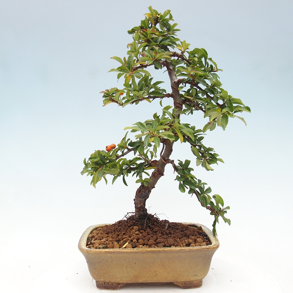 Freiland-Bonsai-Pyracantha Teton -Hlox