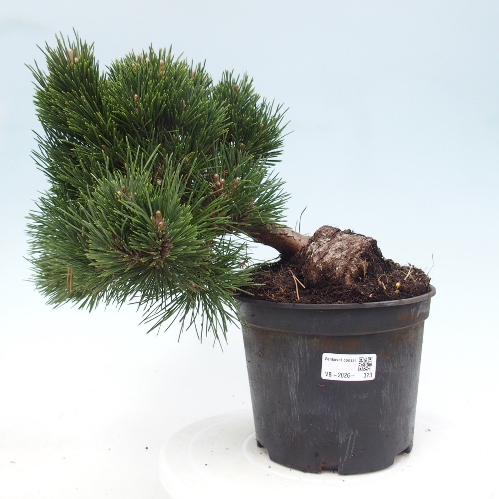 Bonsai für draußen - Pinus thunbergii senjyumaru - Thunberg-Kiefer