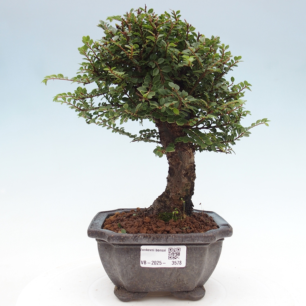 Bonsai für draußen - Ulmus parvifolia Hokkaido - Chinesische Ulme