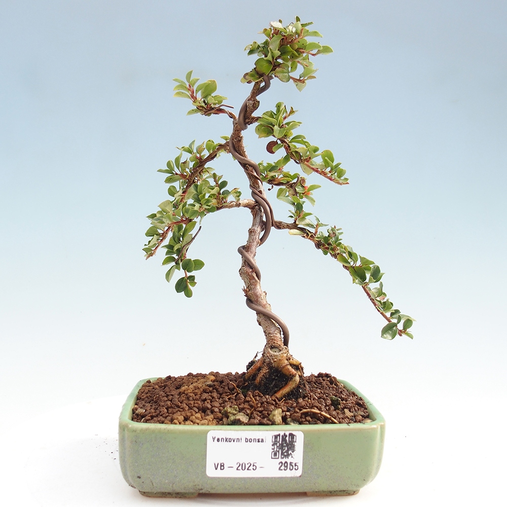 Bonsai für draußen - Cotoneaster horizontalis - Rocky Mountain