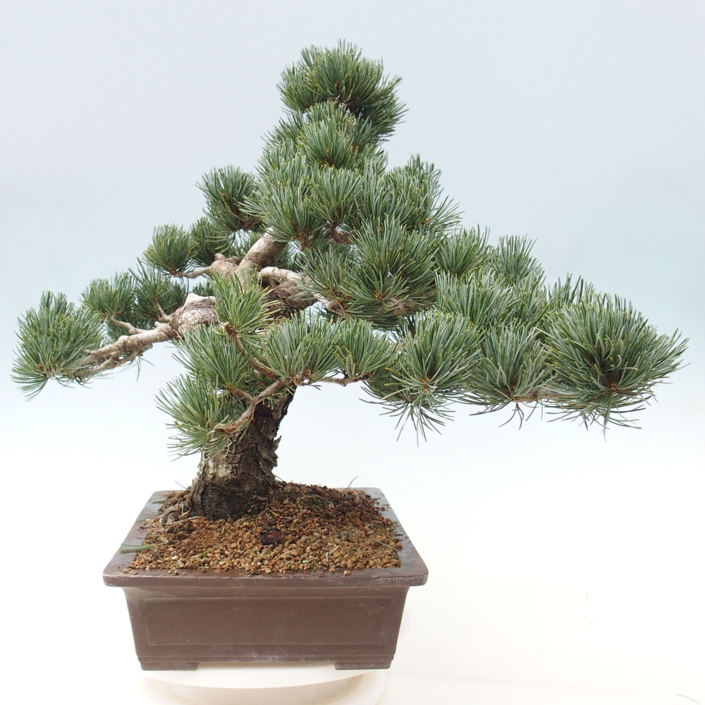 Bonsai für draußen - Pinus parviflora - Pinus parviflora
