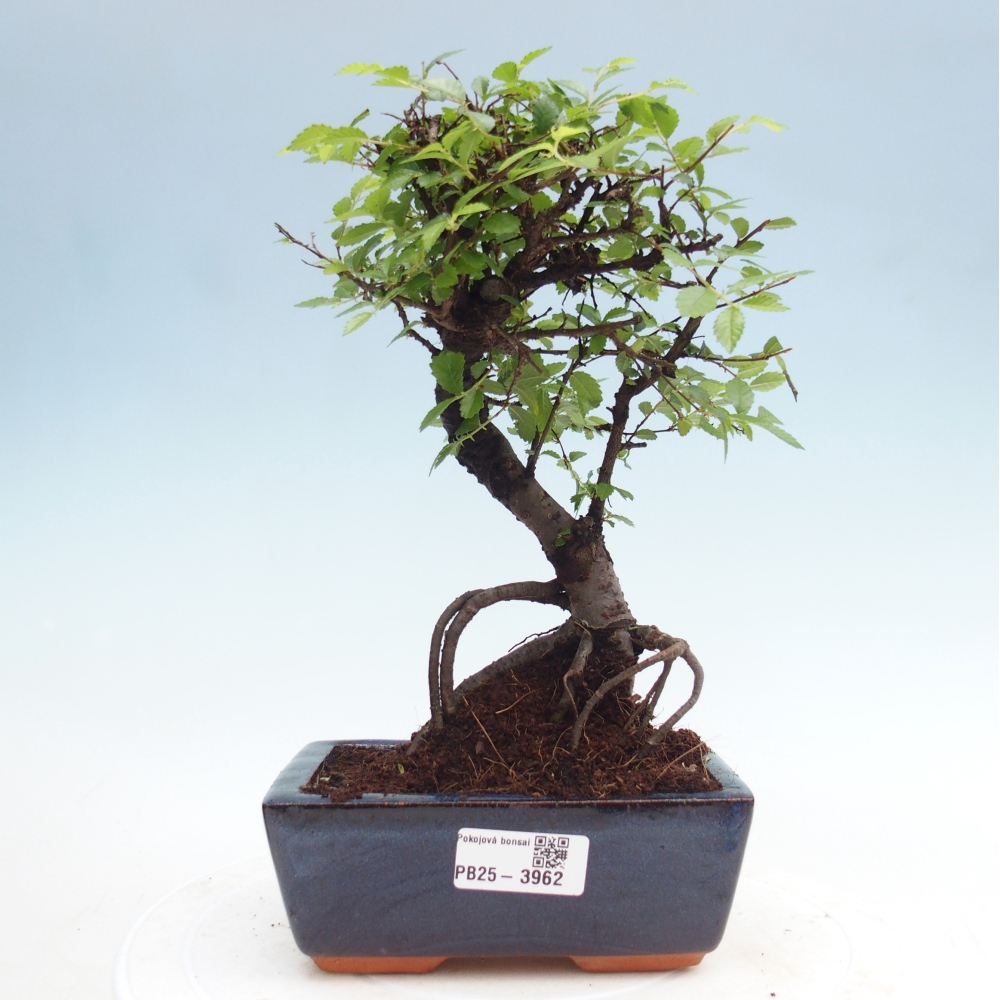 Zimmerbonsai - Ulmus parvifolia - Kleinblättrige Ulme
