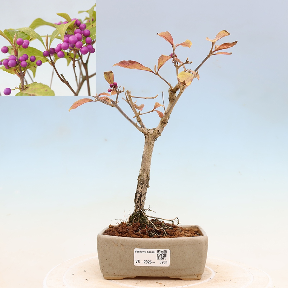 Outdoor-Bonsai - Callicarpa bodinierova Wucherung