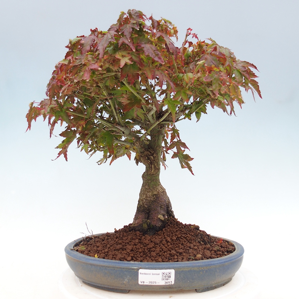 Acer palmatum KIOHIME - Palmetto-Ahorn