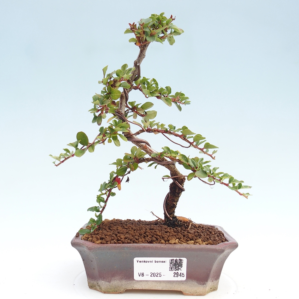 Bonsai für draußen - Cotoneaster horizontalis - Rocky Mountain
