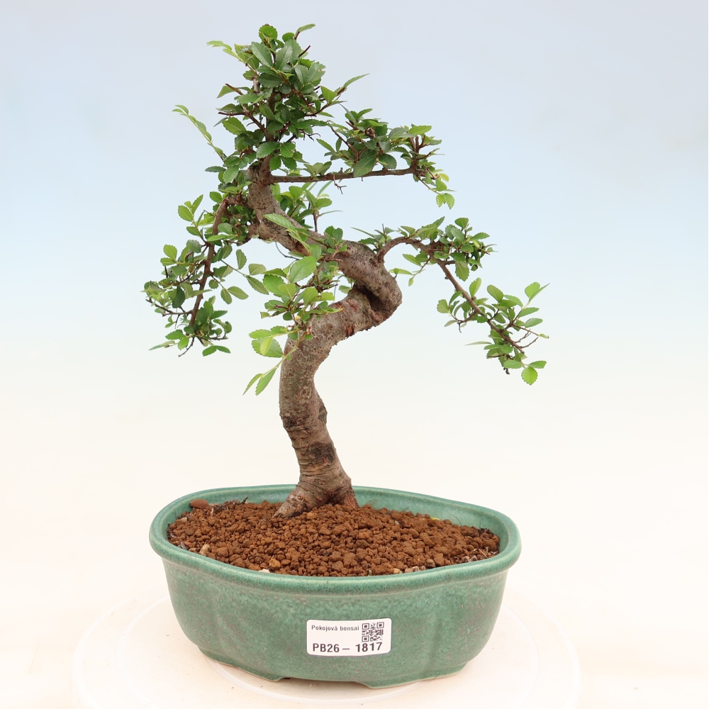 Zimmerbonsai - Ulmus parvifolia - Kleinblättrige Ulme